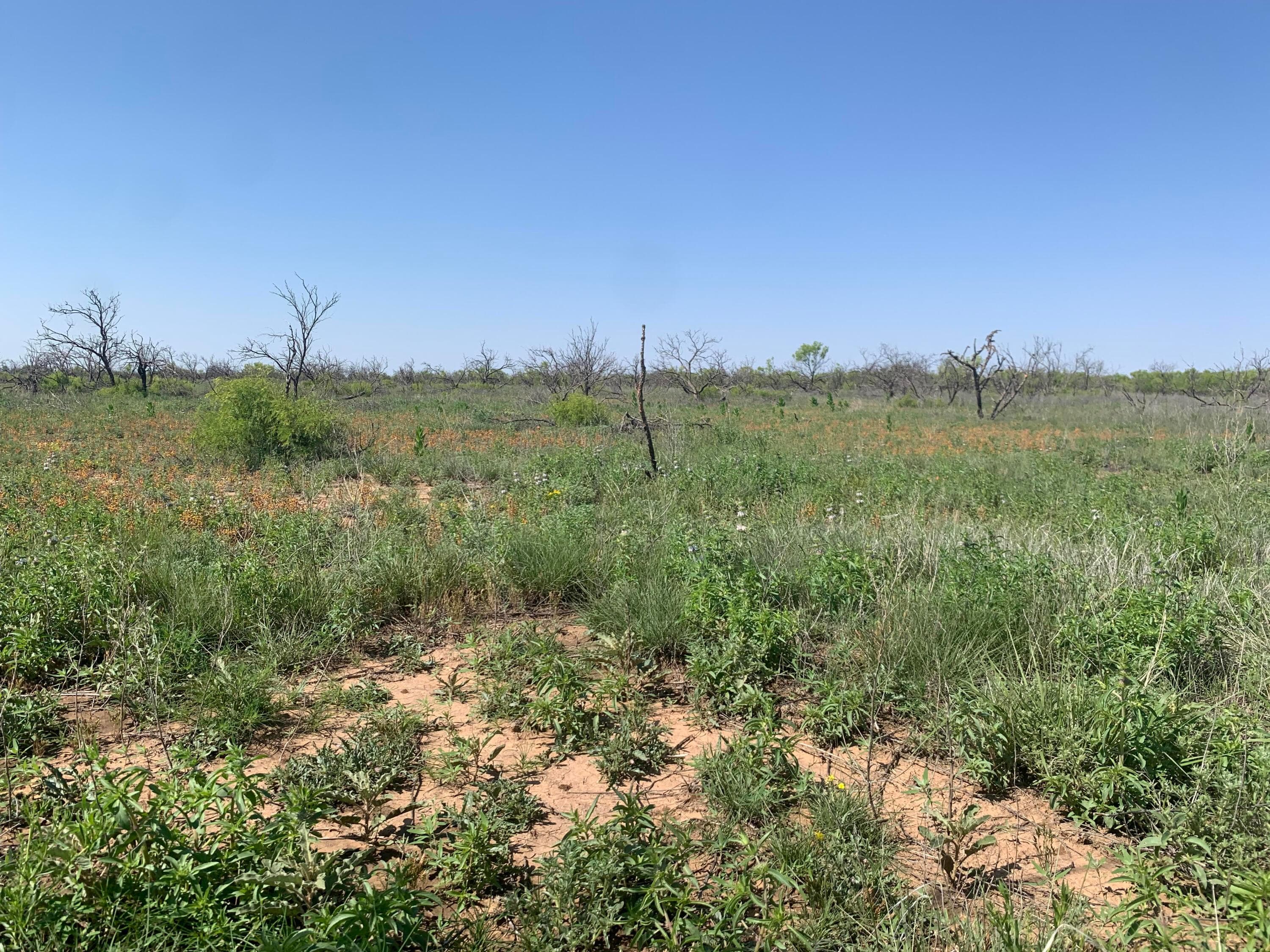 0 CEDAR CREEK Road, Valle de Oro, TX 79010, photo 5