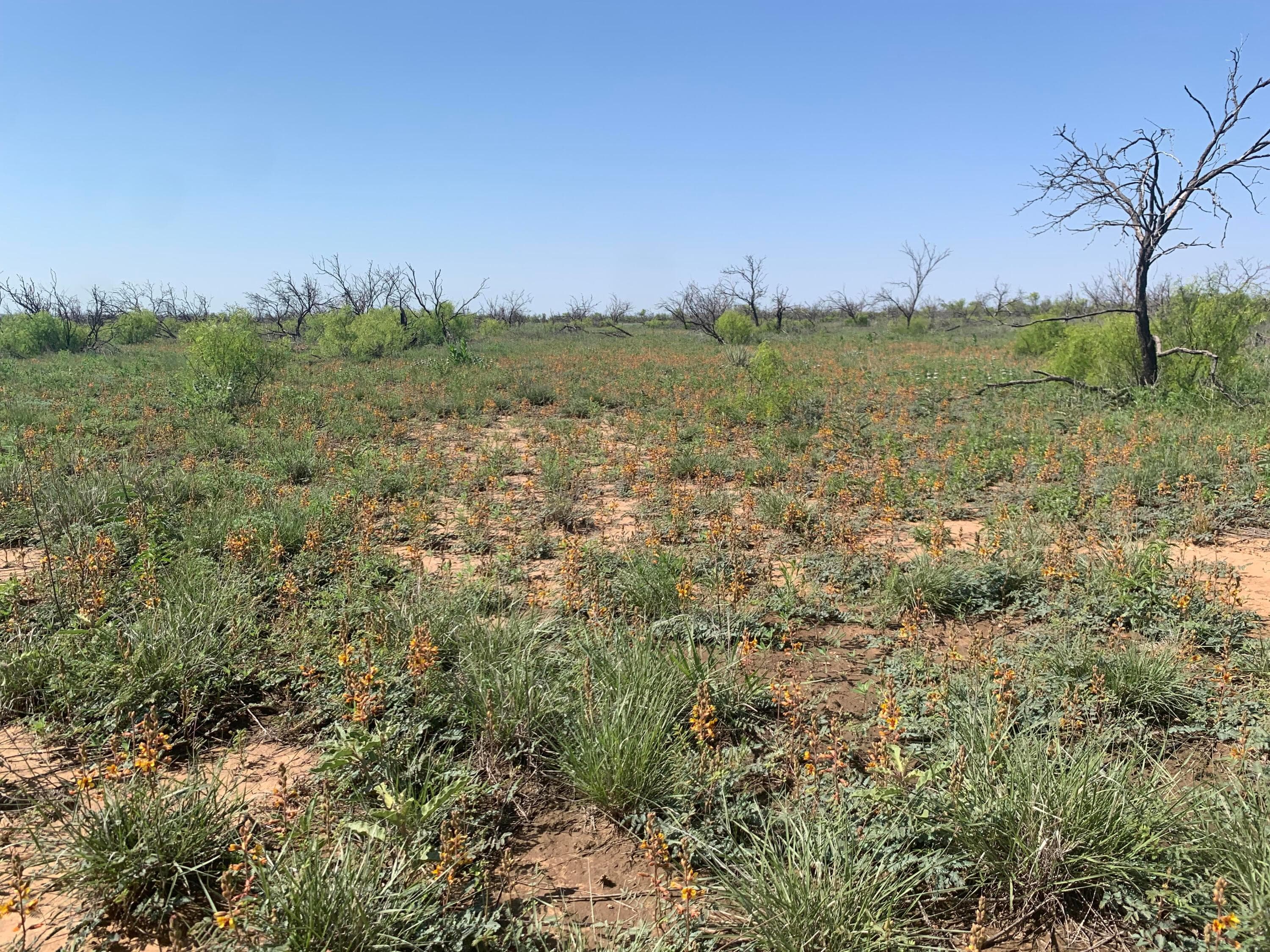 0 CEDAR CREEK Road, Valle de Oro, TX 79010, photo 6