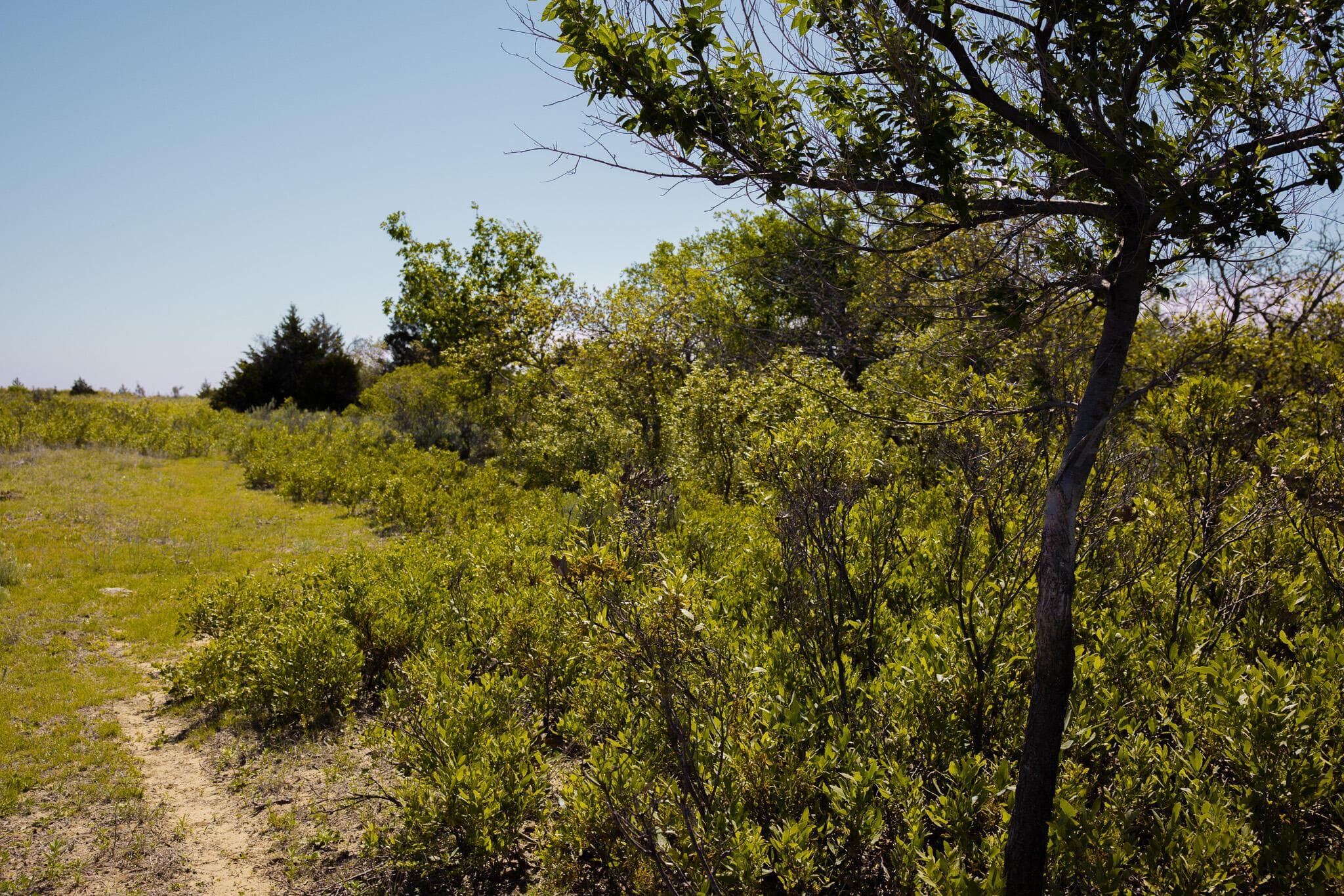 Pavolosky Place, Shamrock, TX 79079, photo 2