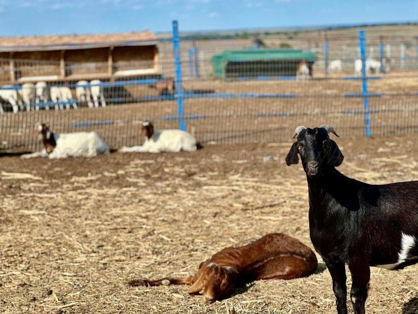 15200 TX-152, Mobeetie, TX 79061, photo 43