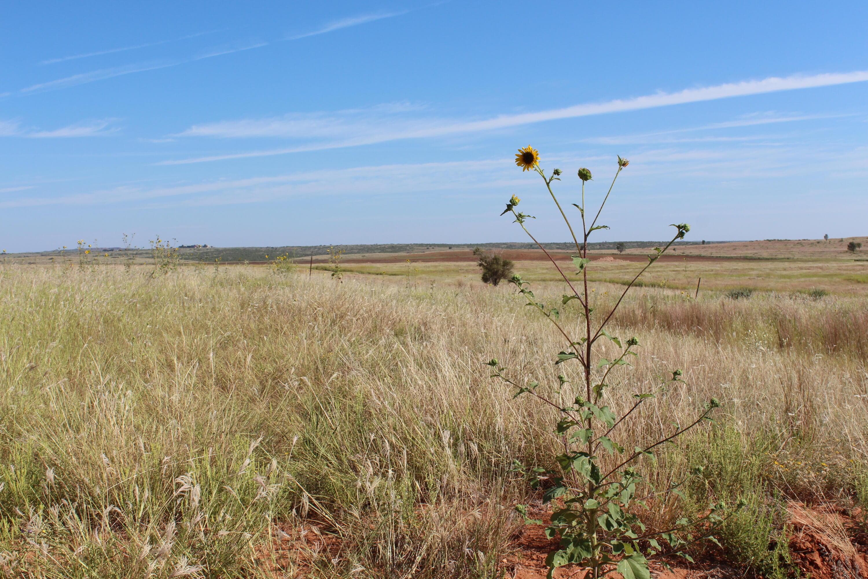 325 acres Childress, Amarillo, TX 79201, photo 8