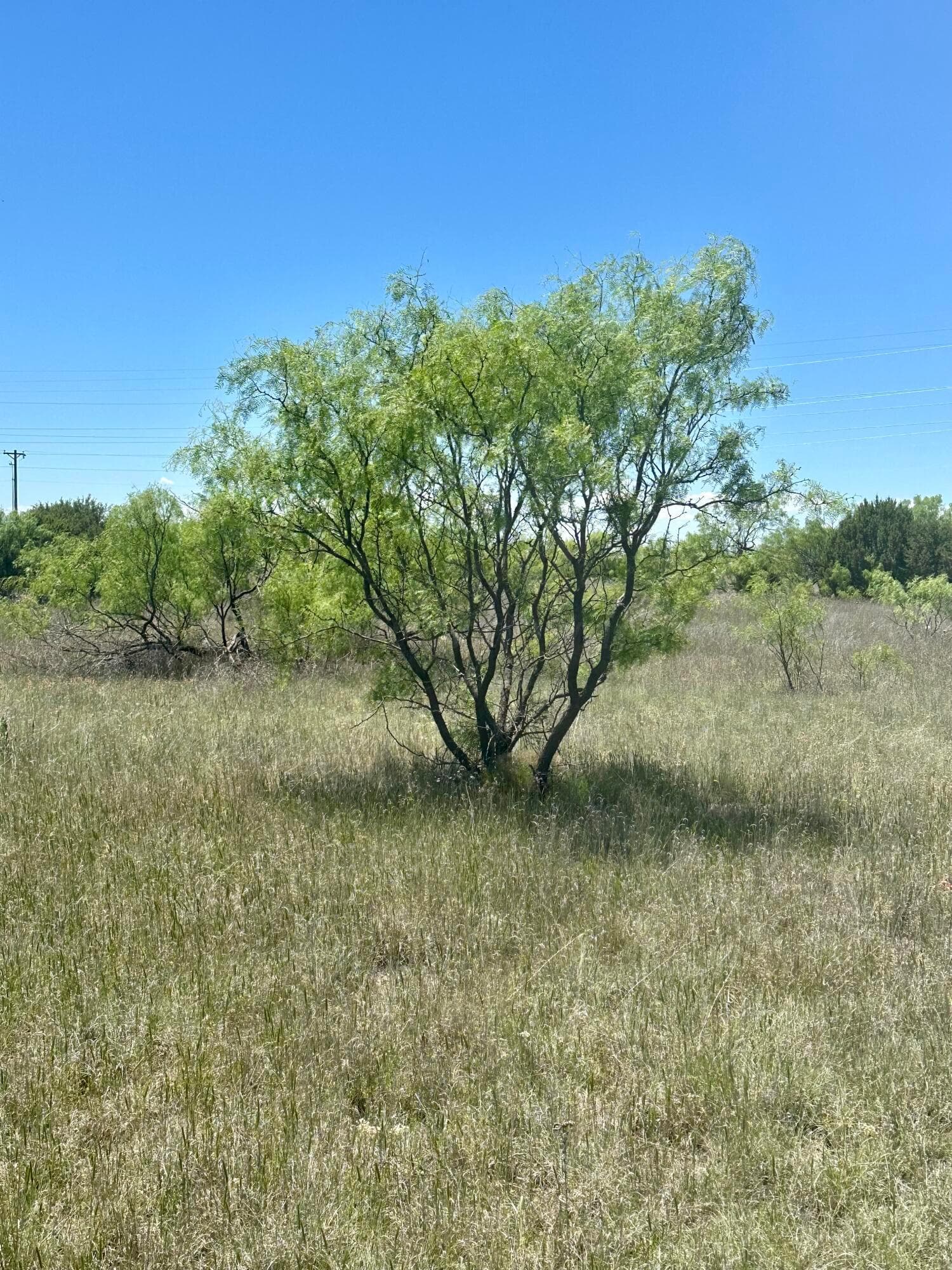 710 CANYON Parkway, Canyon, TX 79015-6924, photo 3