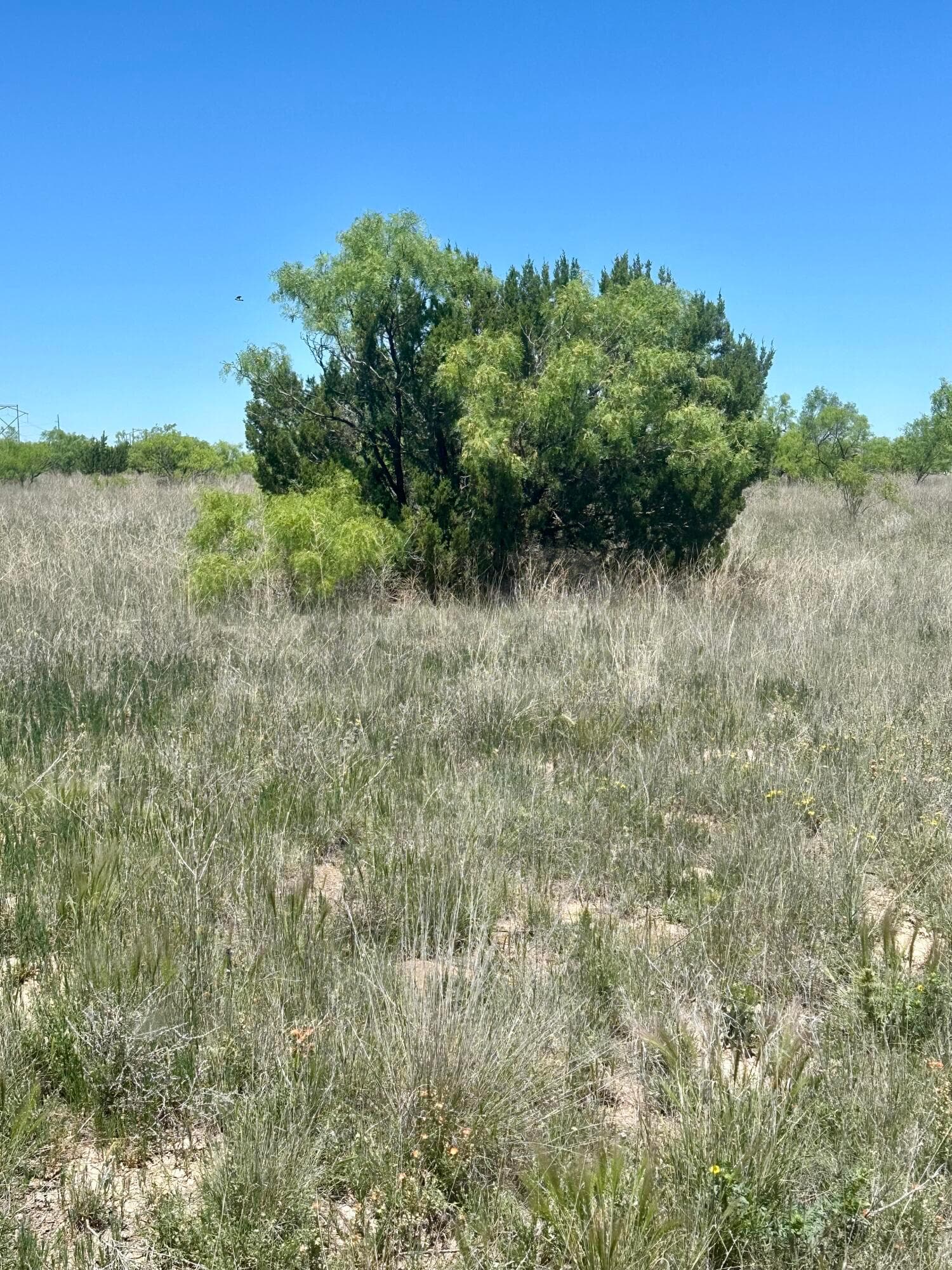 710 CANYON Parkway, Canyon, TX 79015-6924, photo 4