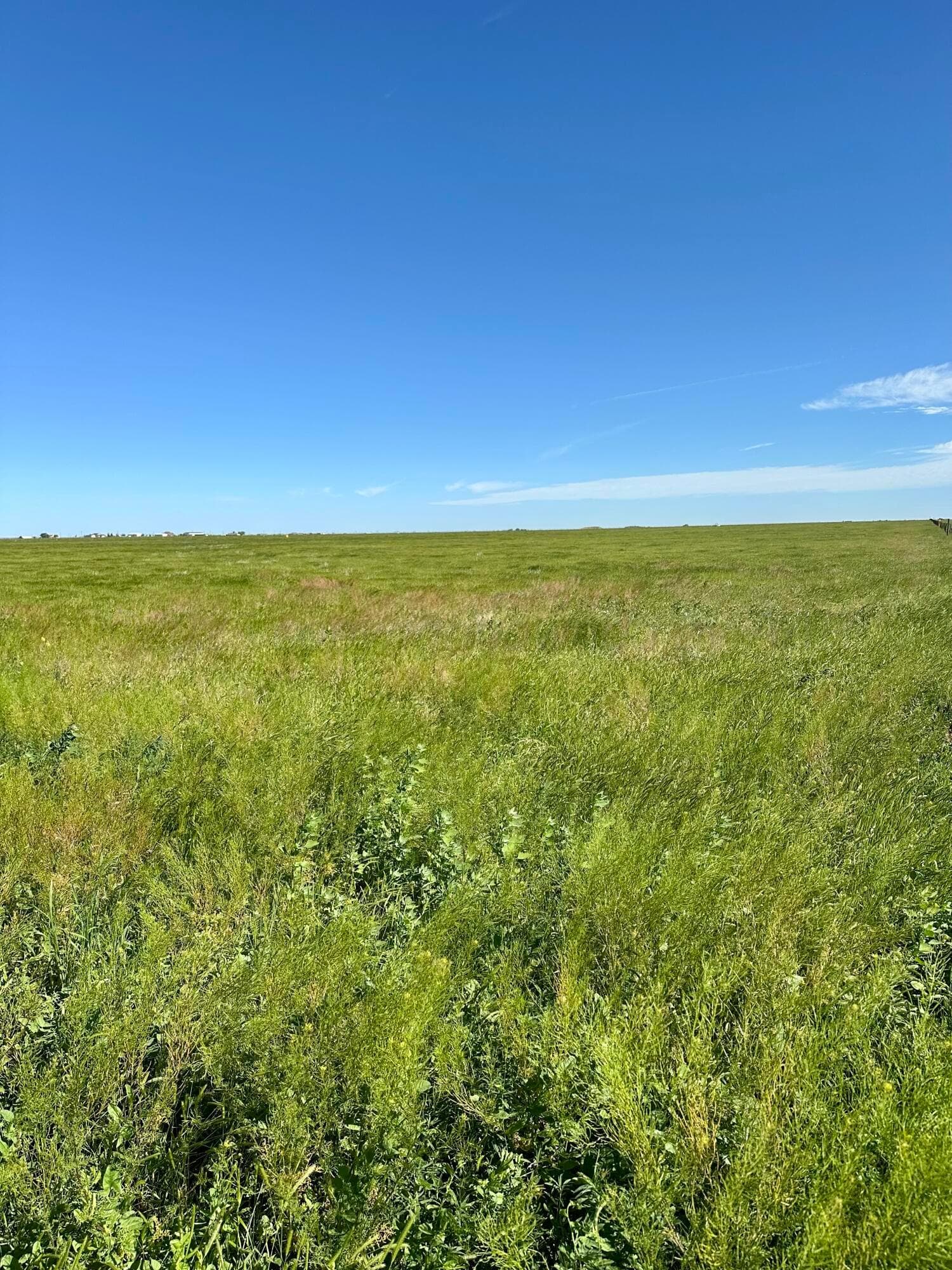 0 FM 1062 - 80 Acres, Canyon, TX 79015, photo 6
