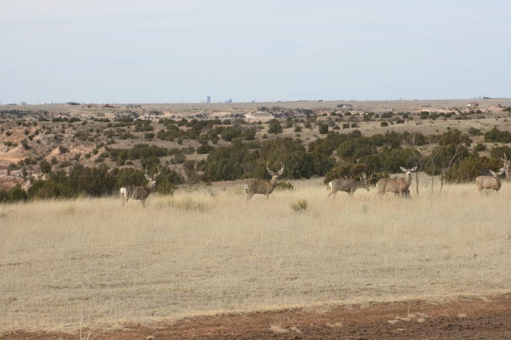 11800 Wild Horse Trail, Amarillo, TX 79118, photo 2
