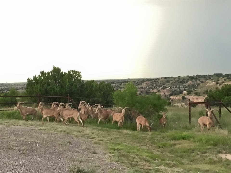 11800 Wild Horse Trail, Amarillo, TX 79118, photo 14
