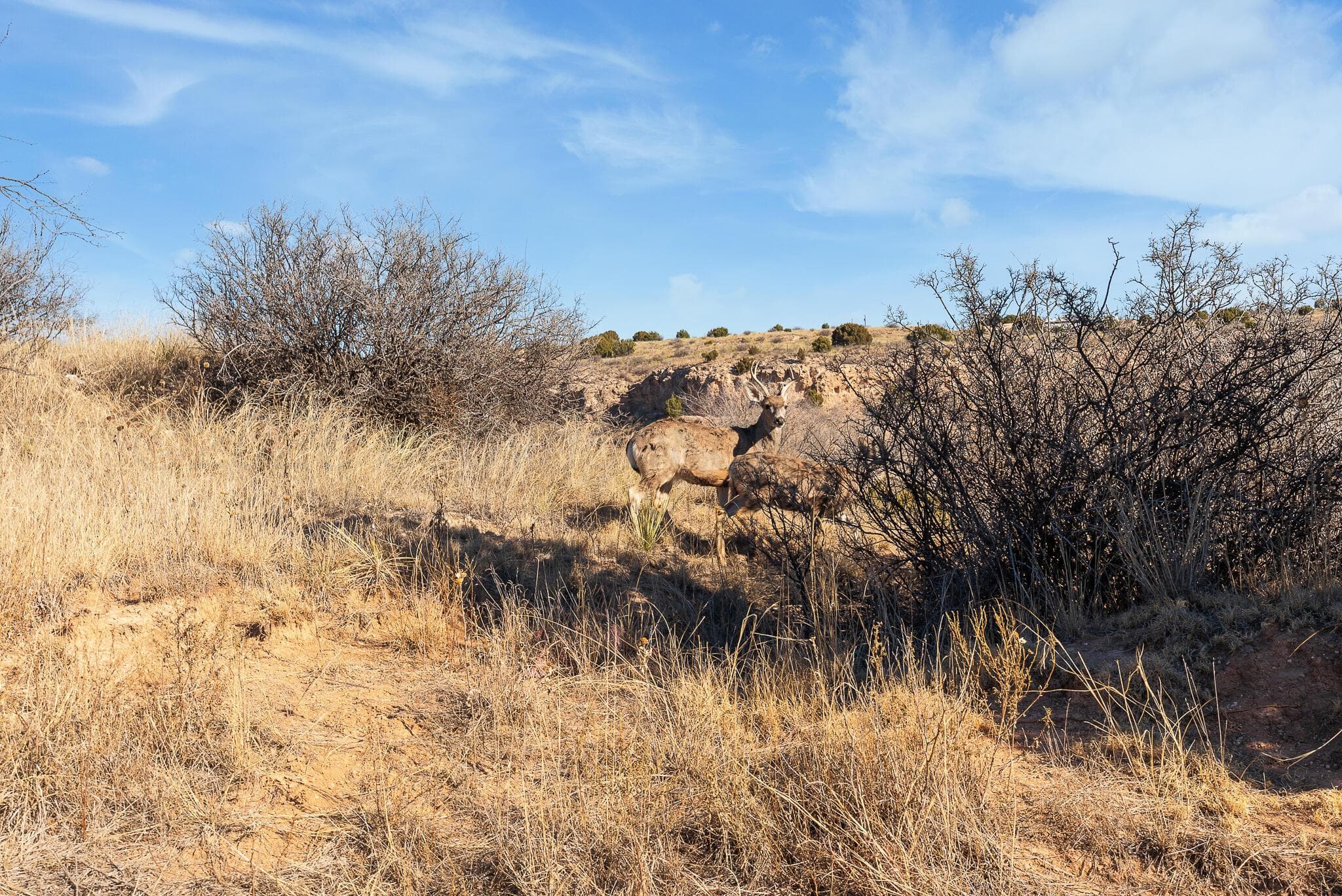 2.23 Acre Timbercreek Tract, Amarillo, TX 79118, photo 15
