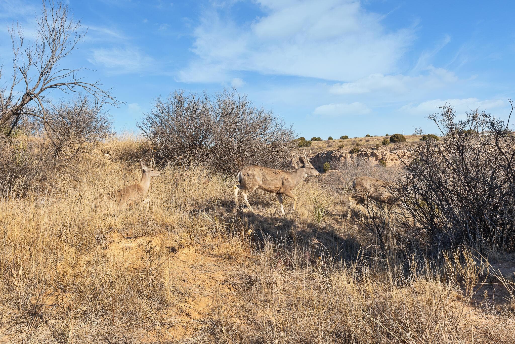 2.23 Acre Timbercreek Tract, Amarillo, TX 79118, photo 16