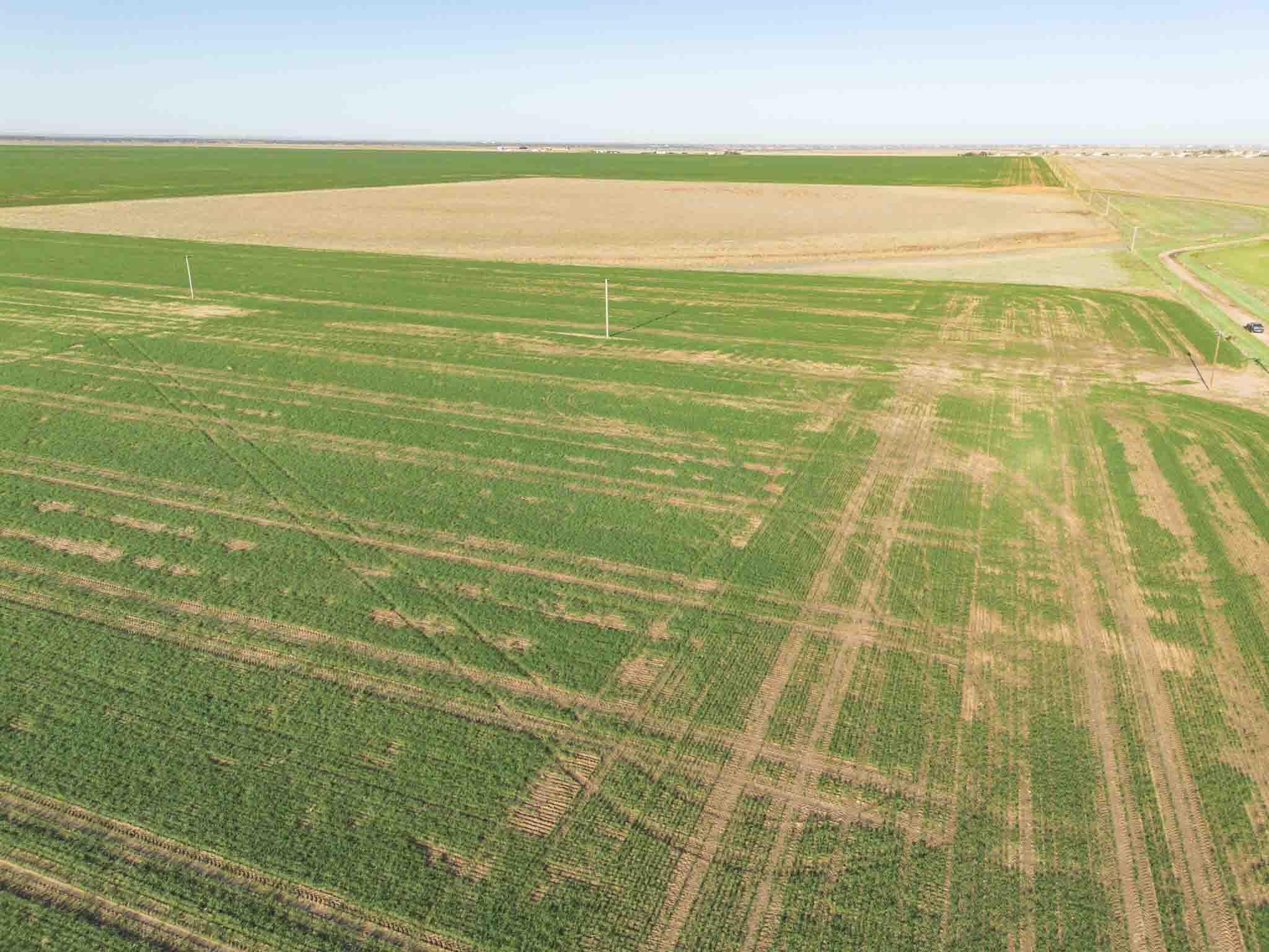 Tract 1 Pullman Road ±75ac, Amarillo, TX 79118, photo 5