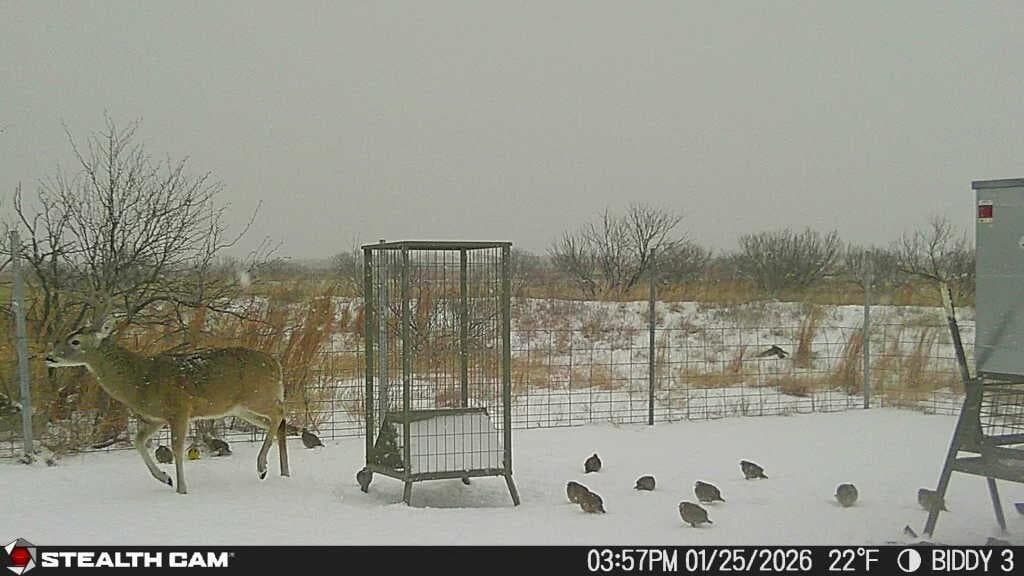 237.5 acres Cottle County, Paducah, TX 79248, photo 64
