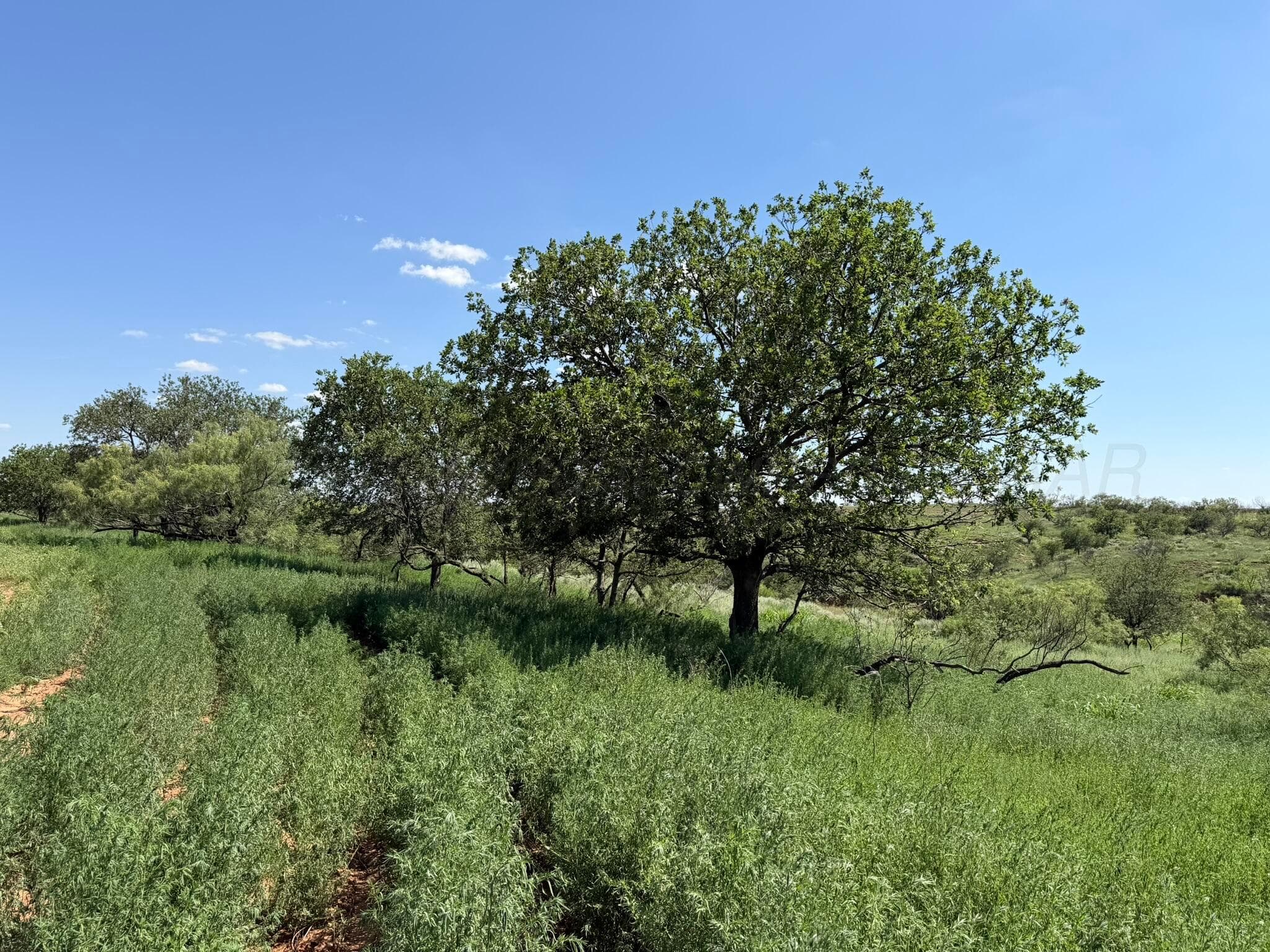 15400 County Road I, Shamrock, TX 79079, photo 25