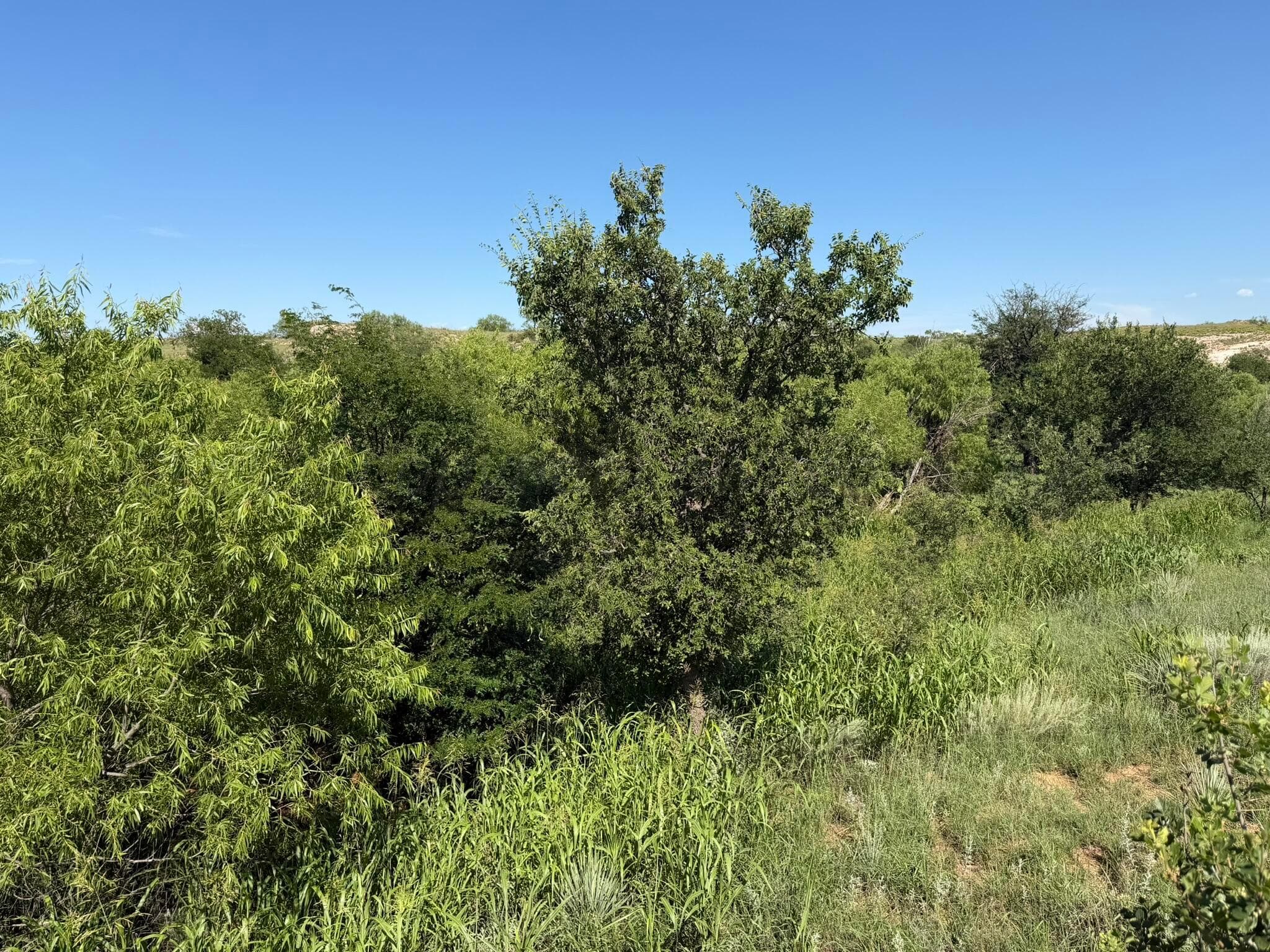 15400 County Road I, Shamrock, TX 79079, photo 42