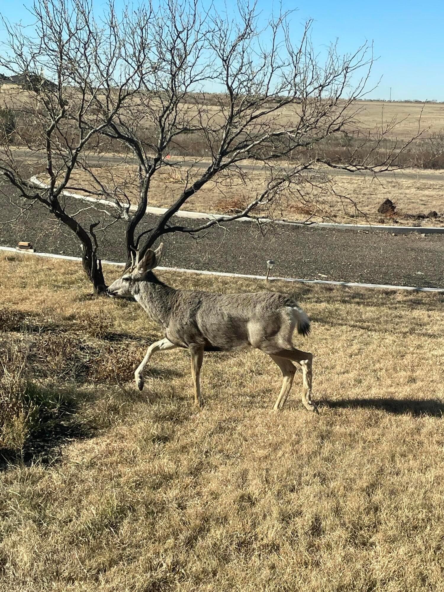 13401 WILD HORSE Trail, Amarillo, TX 79118-4615, photo 14