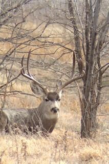 13000 WILD HORSE Trail, Amarillo, TX 79118-4630, photo 9