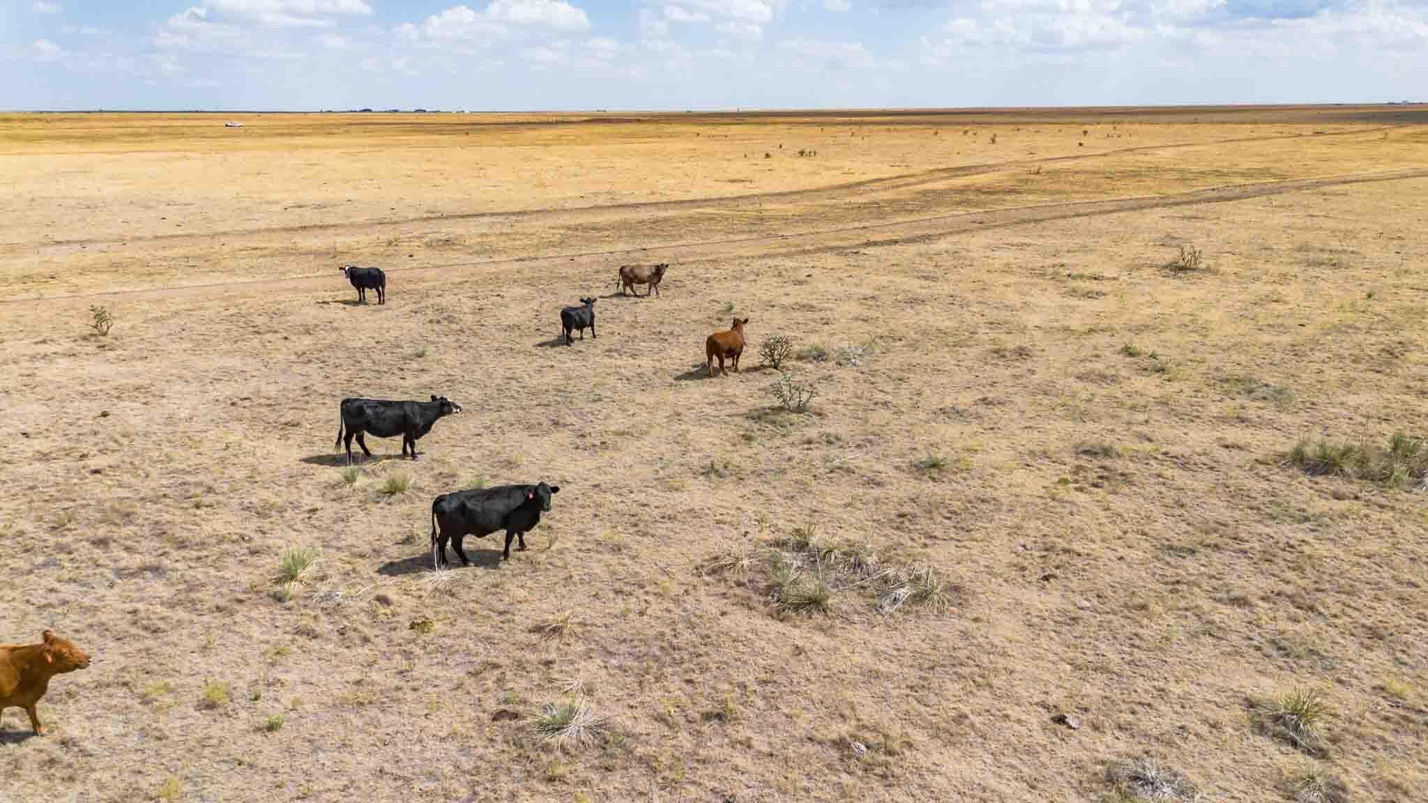 Buffalo Lake Rd. Auction, Canyon, TX 79015, photo 36