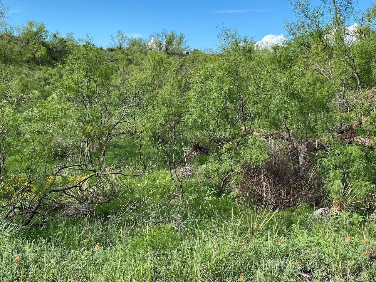 9831 Amarillo Road, Fritch, TX 79036, photo 9