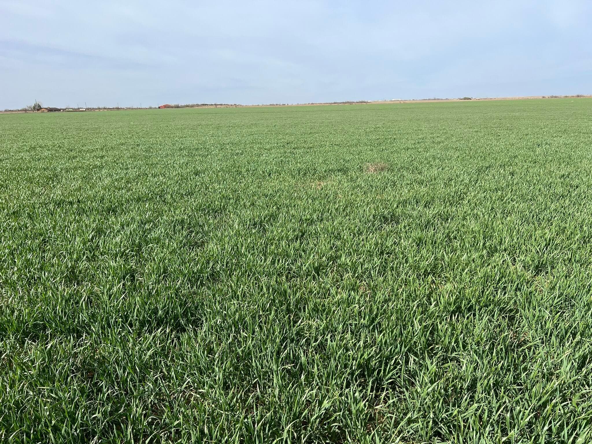 TBD State Highway 6, Crowell, TX 79227, photo 10
