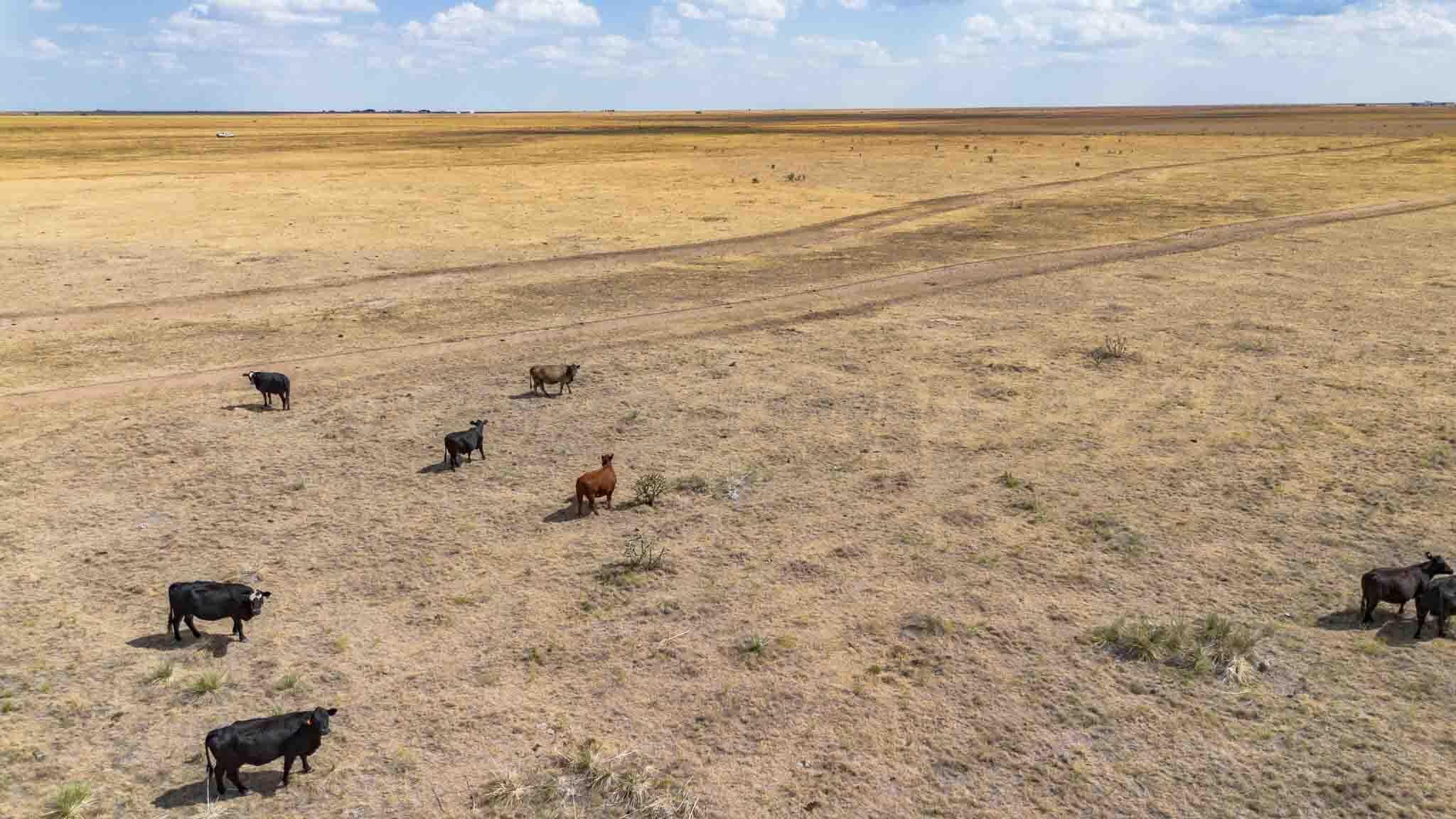 Buffalo Lake Rd. Auction, Canyon, TX 79015, photo 35