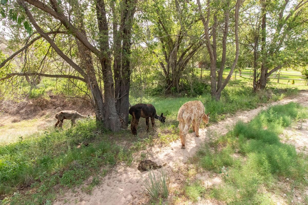 21401 Hope Rd. ±340ac, Canyon, TX 79015-5728, photo 150