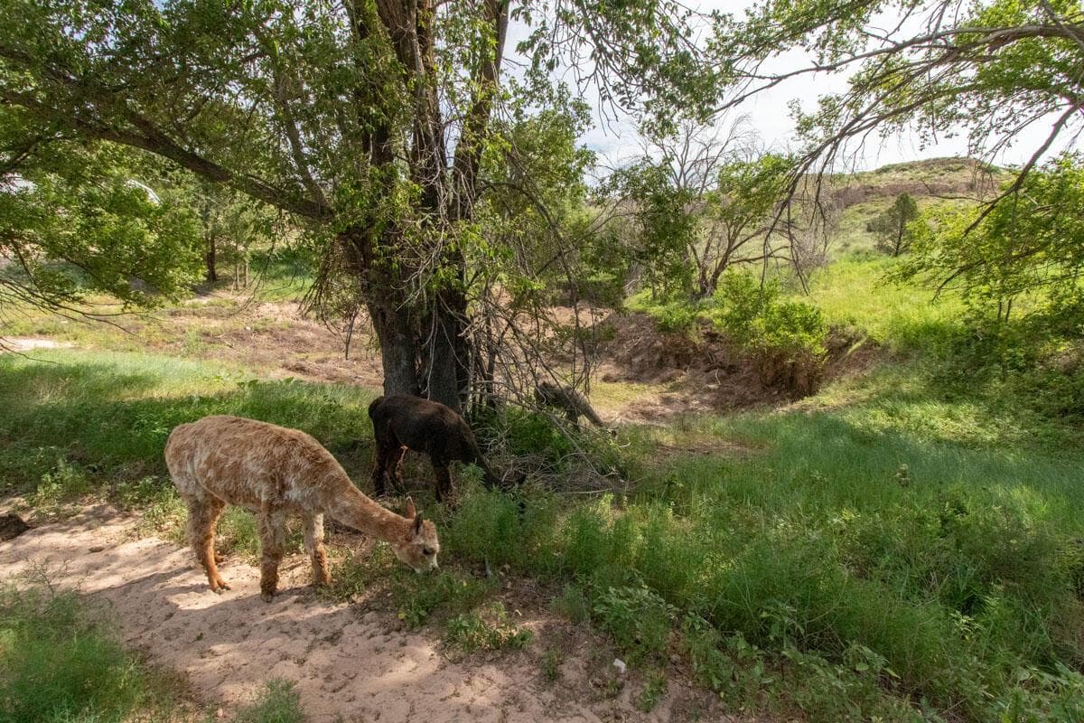 21401 Hope Rd. ±340ac, Canyon, TX 79015-5728, photo 151